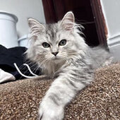 neko_ar9