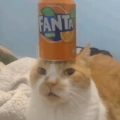 cat on the fanta