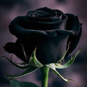Mr_Silvermoon