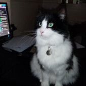 Smudge GB