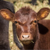BullRot