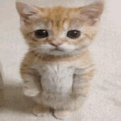 mr meow meow