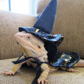 Lizard The Wizard