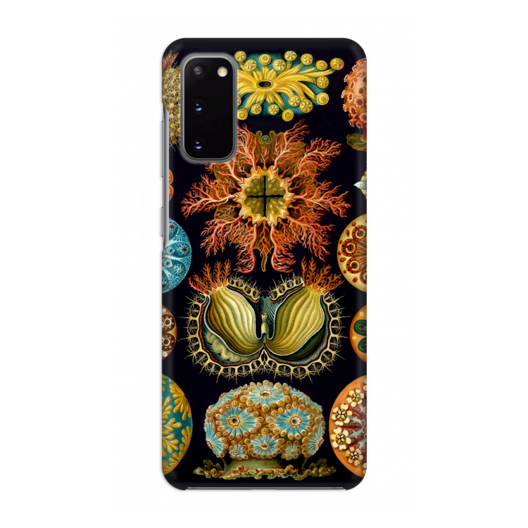 Haeckel Ascidiae: Volledig geprint Samsung Galaxy S20 Hoesje