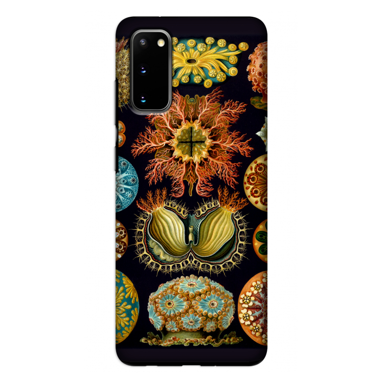 Haeckel Ascidiae: Samsung Galaxy S20 Tough Case
