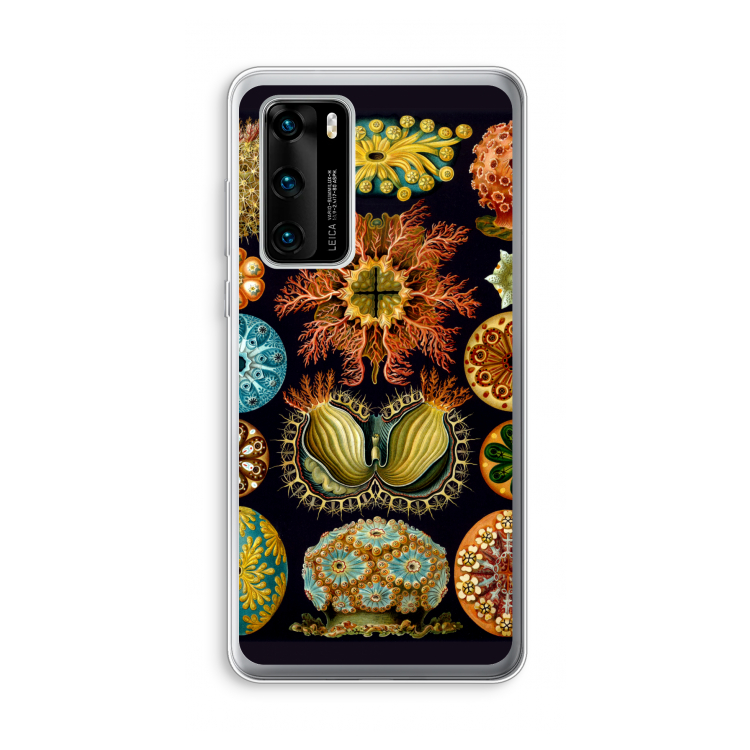 Haeckel Ascidiae: Huawei P40 Transparant Hoesje