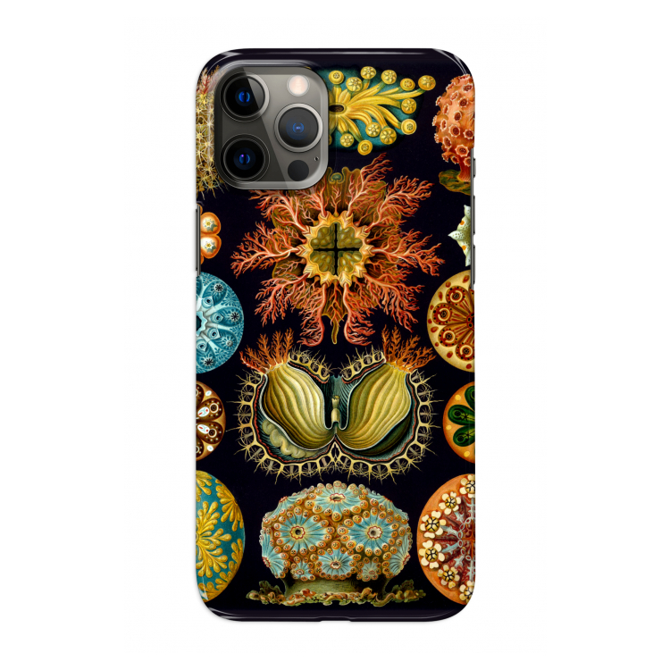 Haeckel Ascidiae: Volledig geprint iPhone 12 Pro Hoesje