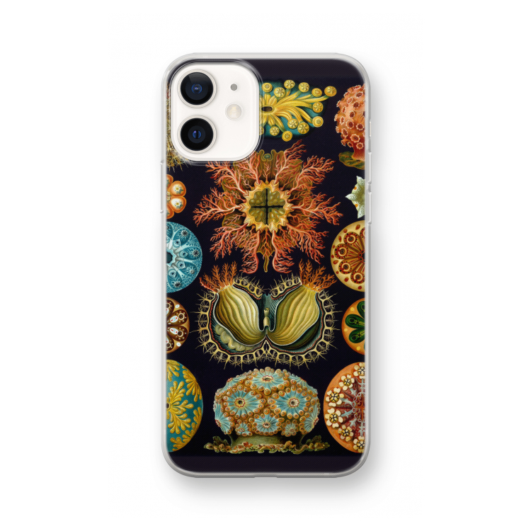 Haeckel Ascidiae: iPhone 12 mini Transparant Hoesje
