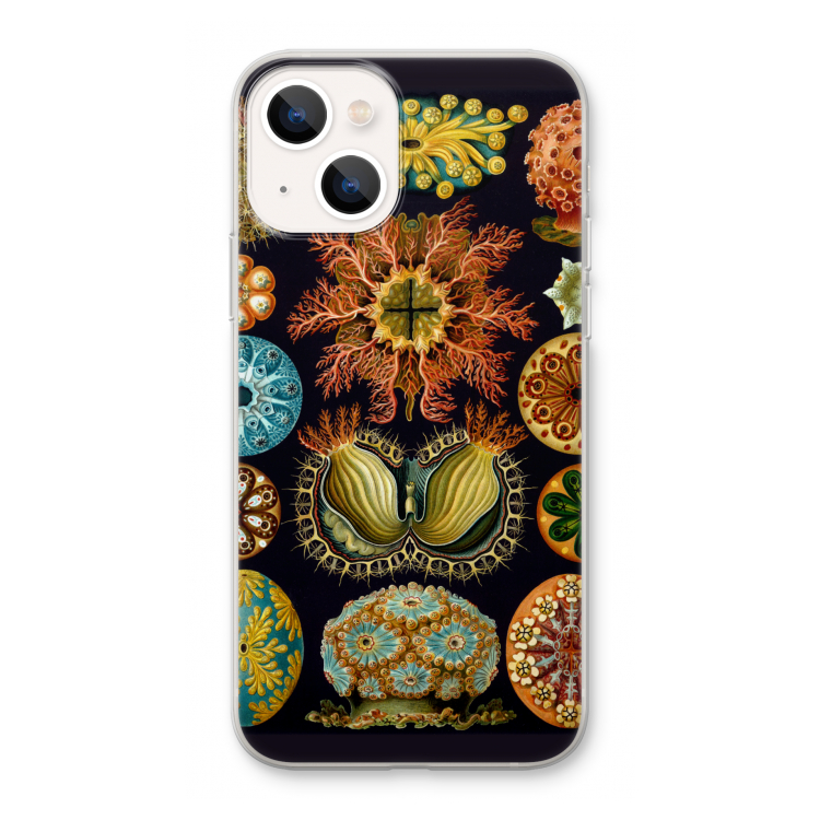 Haeckel Ascidiae: iPhone 13 Transparant Hoesje