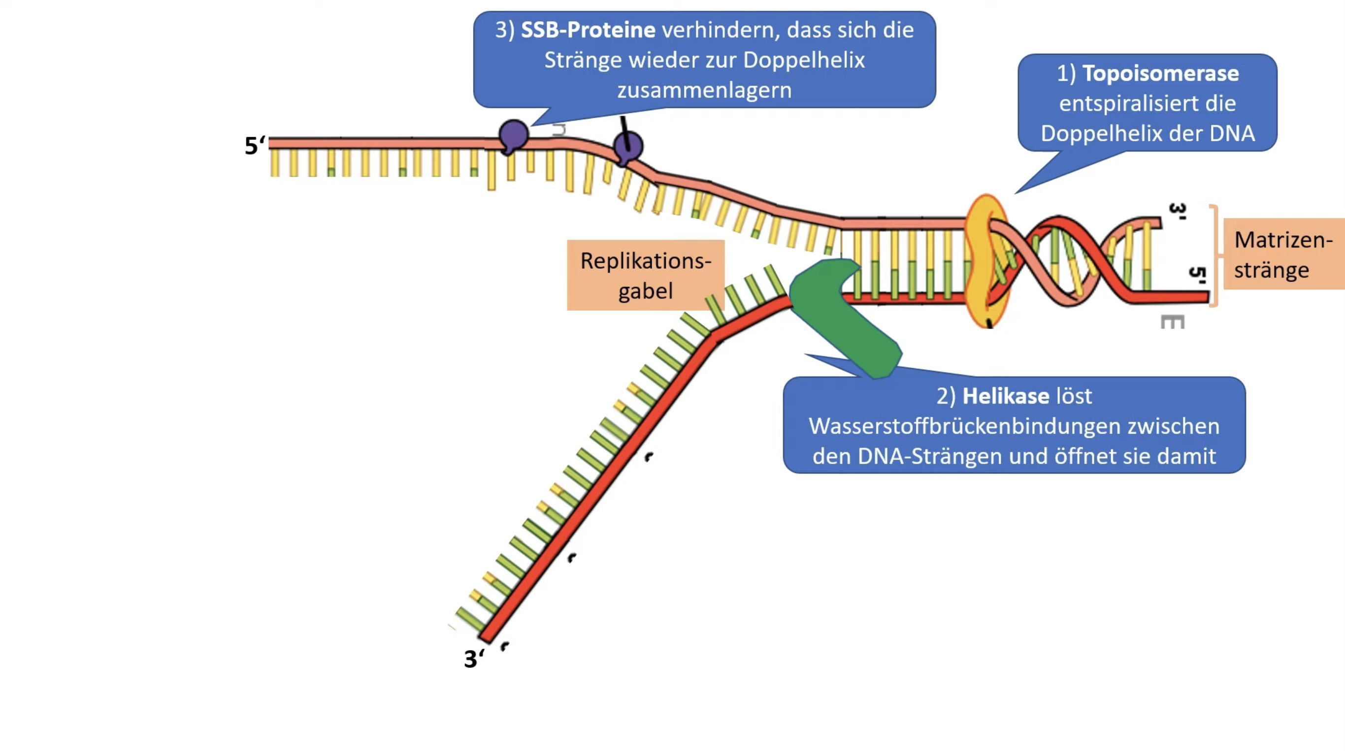 DNA-Replikation  Buffl
