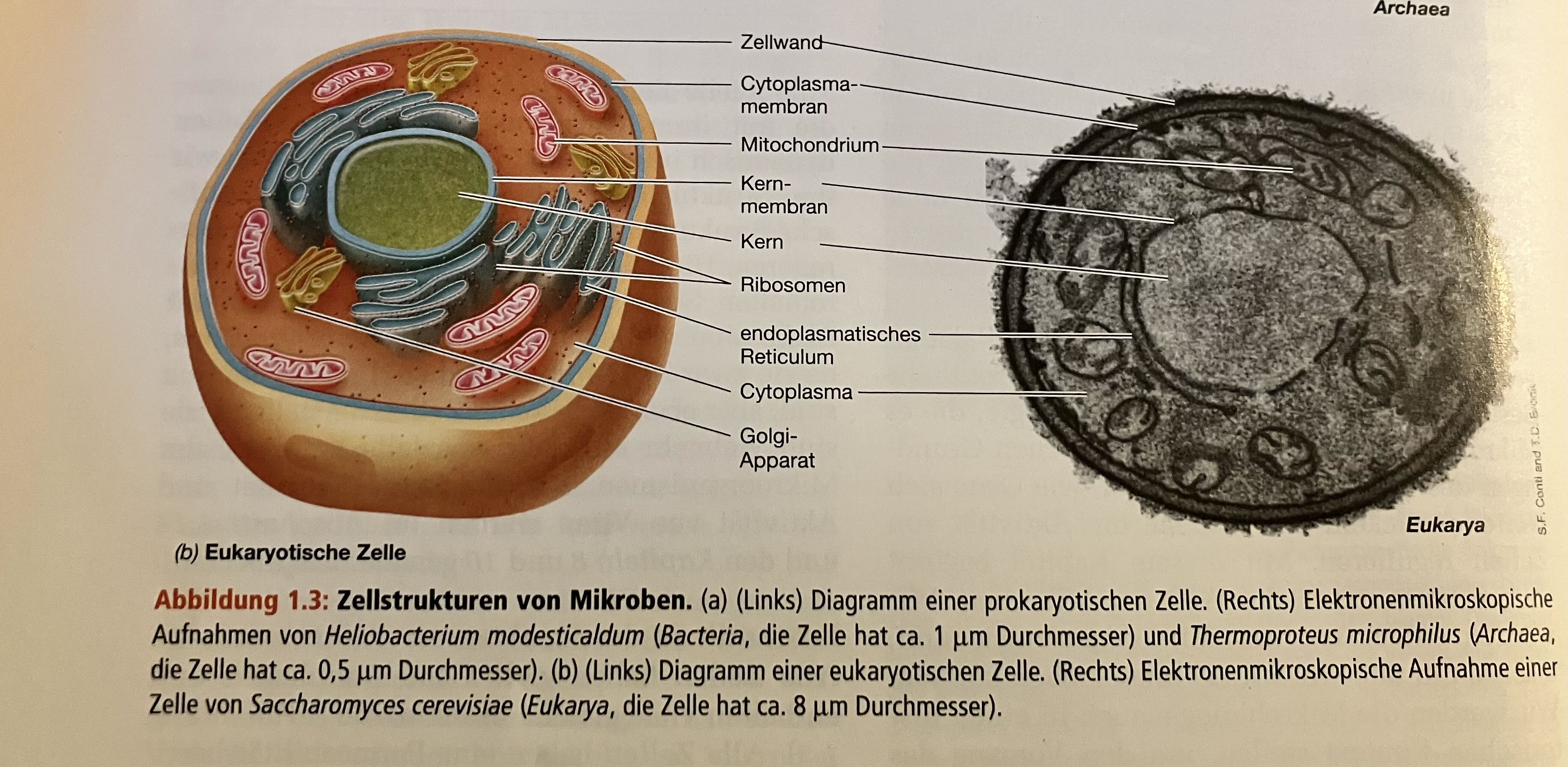 Kapitel 1 – Buffl, image size:3655x1788