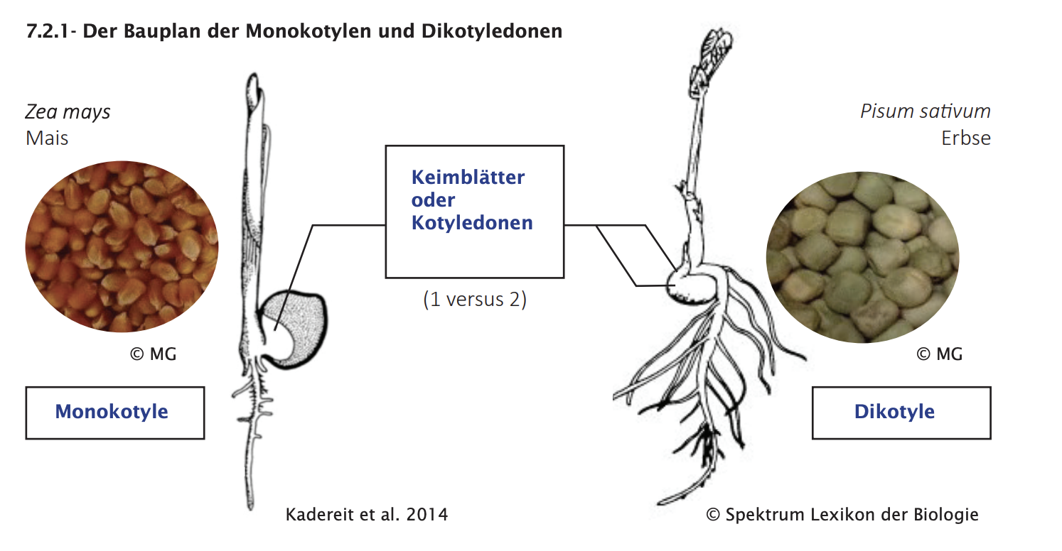Klausurfragen – Buffl, image size:1494x776