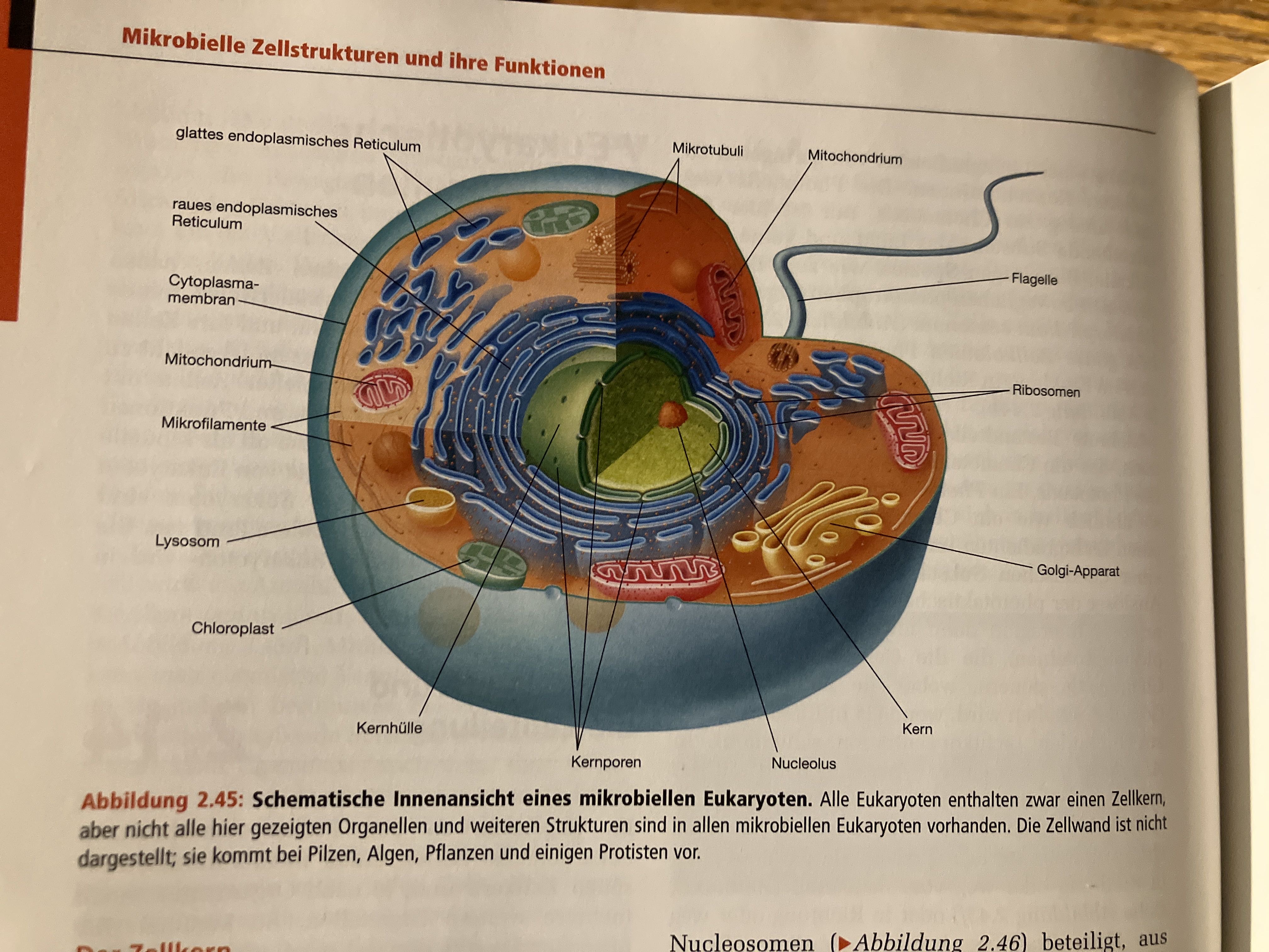 Zelltheorie 1. Alle Organismen bestehen aus einer oder mehreren ..., image size:3024x4032