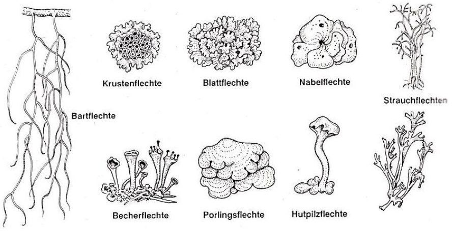 Botanik - Pilze bis Farne  Buffl