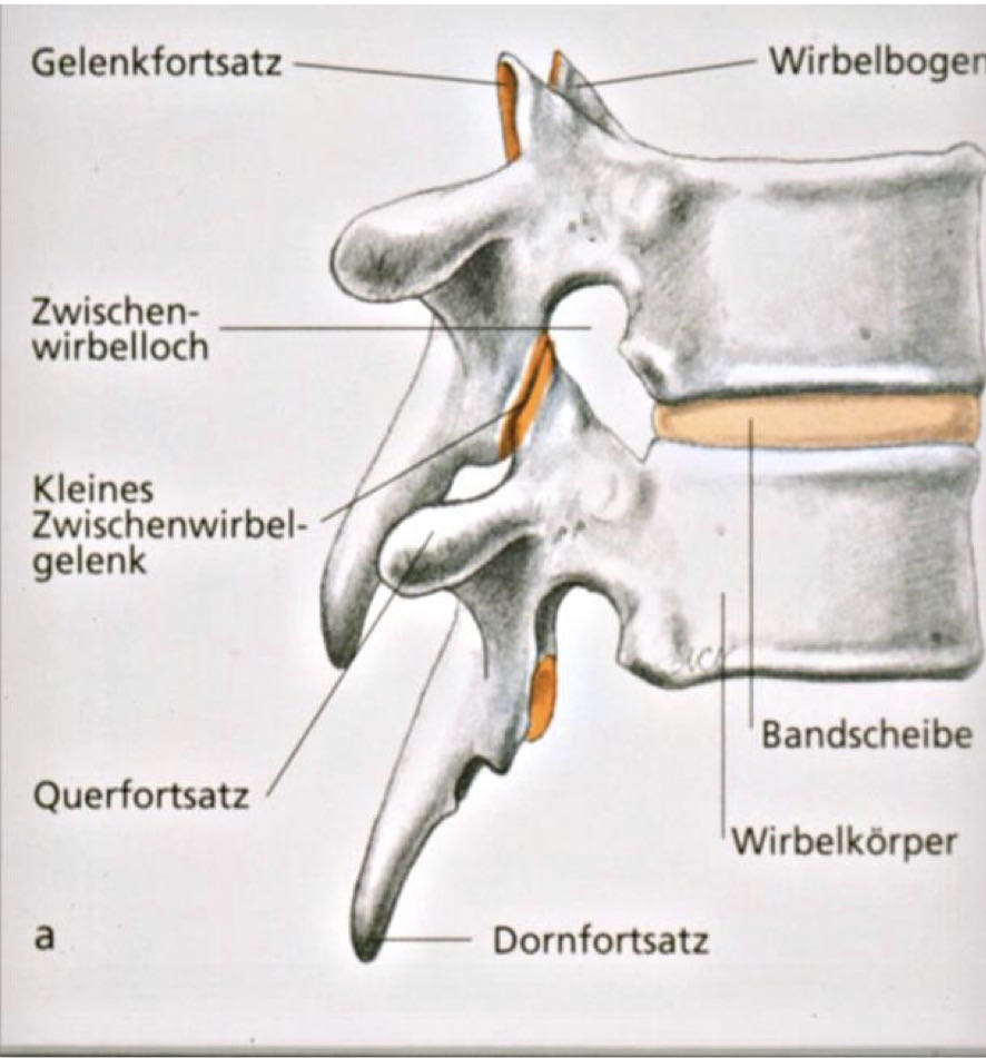 Vorlesung: Wirbelsäule/ Rumpf – Buffl, image size:886x951