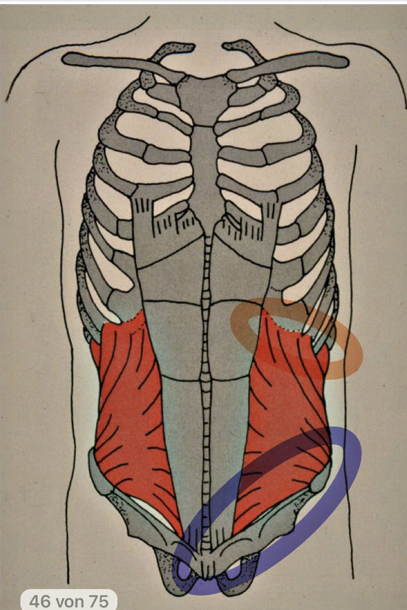 Was sind Rückenmuskeln? Erkläre, wie man menschliche Anatomie, Standorte,  Englisch usw. mit Diagrammen der menschlichen Anatomie studiert |  TeamLabBody, image size:797x1194
