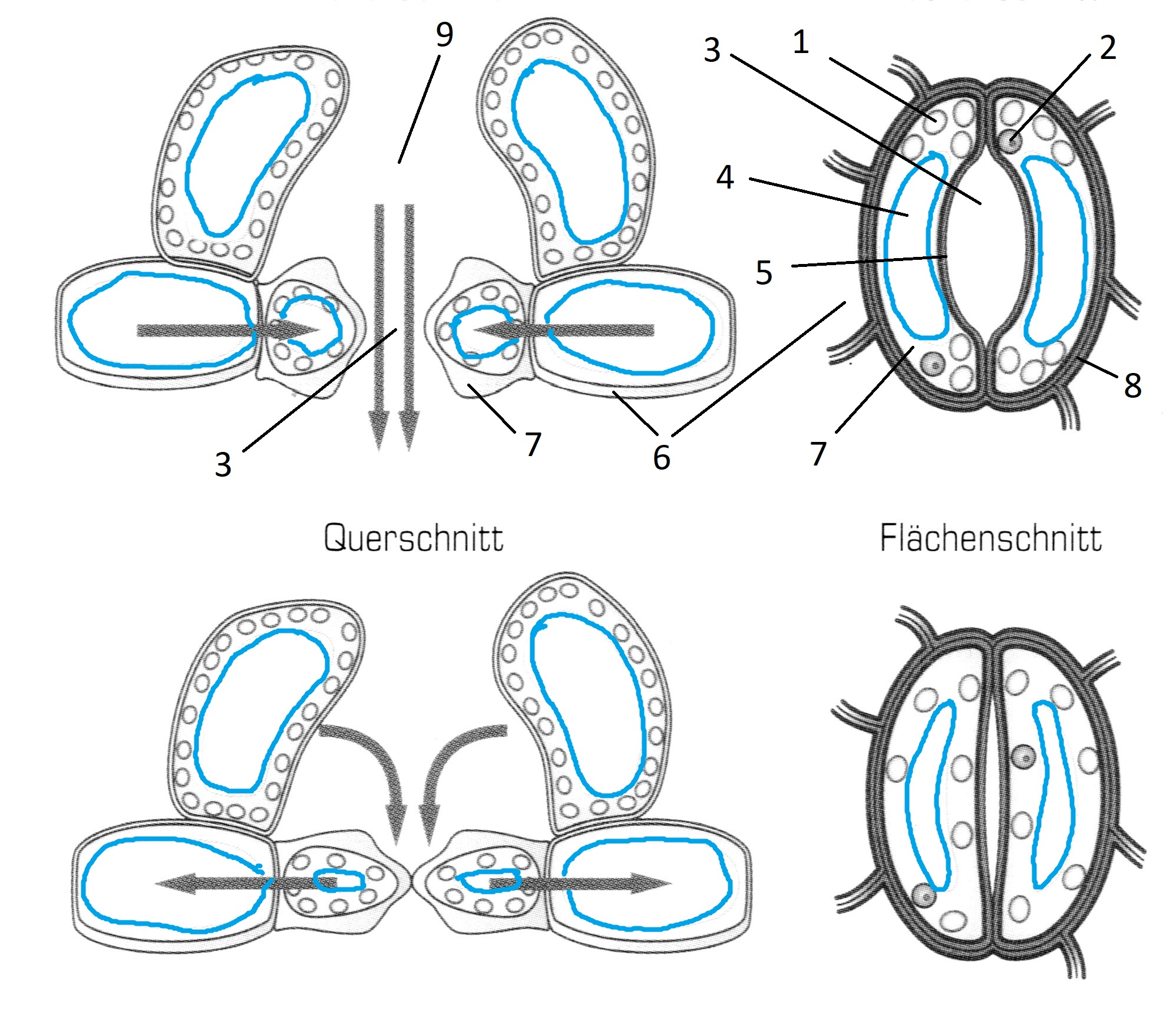 Querschnitt eines Stammes.Struktur von zweikeimblättrigen und  einkeimblättrigen Pflanzen.Diagramm und Infografik.Biologie und  Wissenschaft.Botanik und Baumkonzept.Cartoon-Vektorillustration.Flaches  Design. 6355396 Vektor Kunst bei Vecteezy, image size:1996x1748