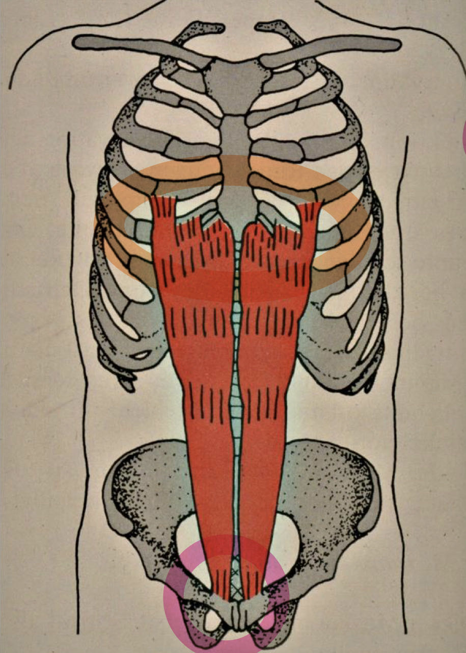 Vorlesung: Wirbelsäule/ Rumpf – Buffl, image size:915x1280