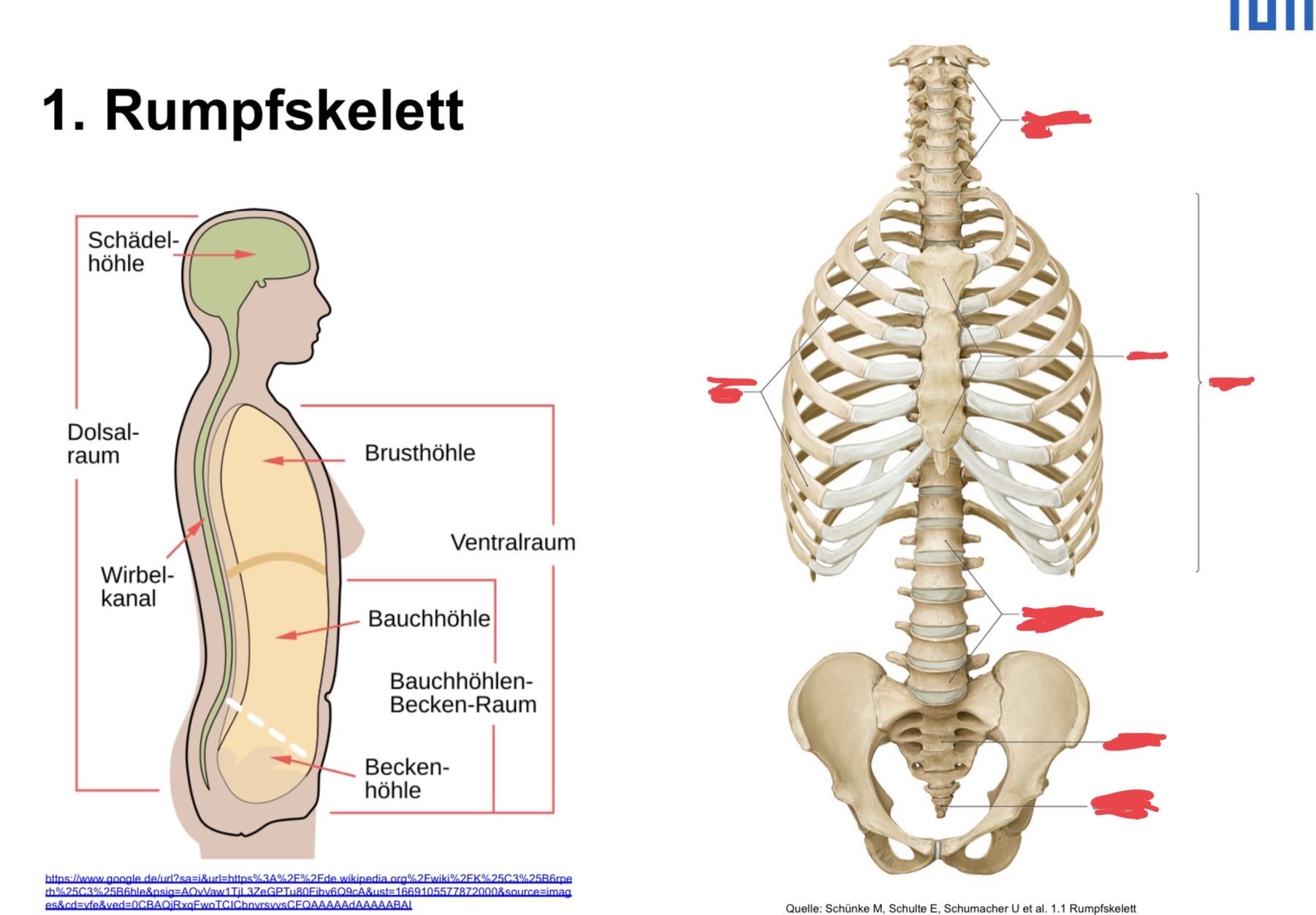 Ein Bild des Rückens eines Mannes, der Muskeln zeigt Foto – Bild zum Thema  Bildung auf Unsplash, image size:1801x1252