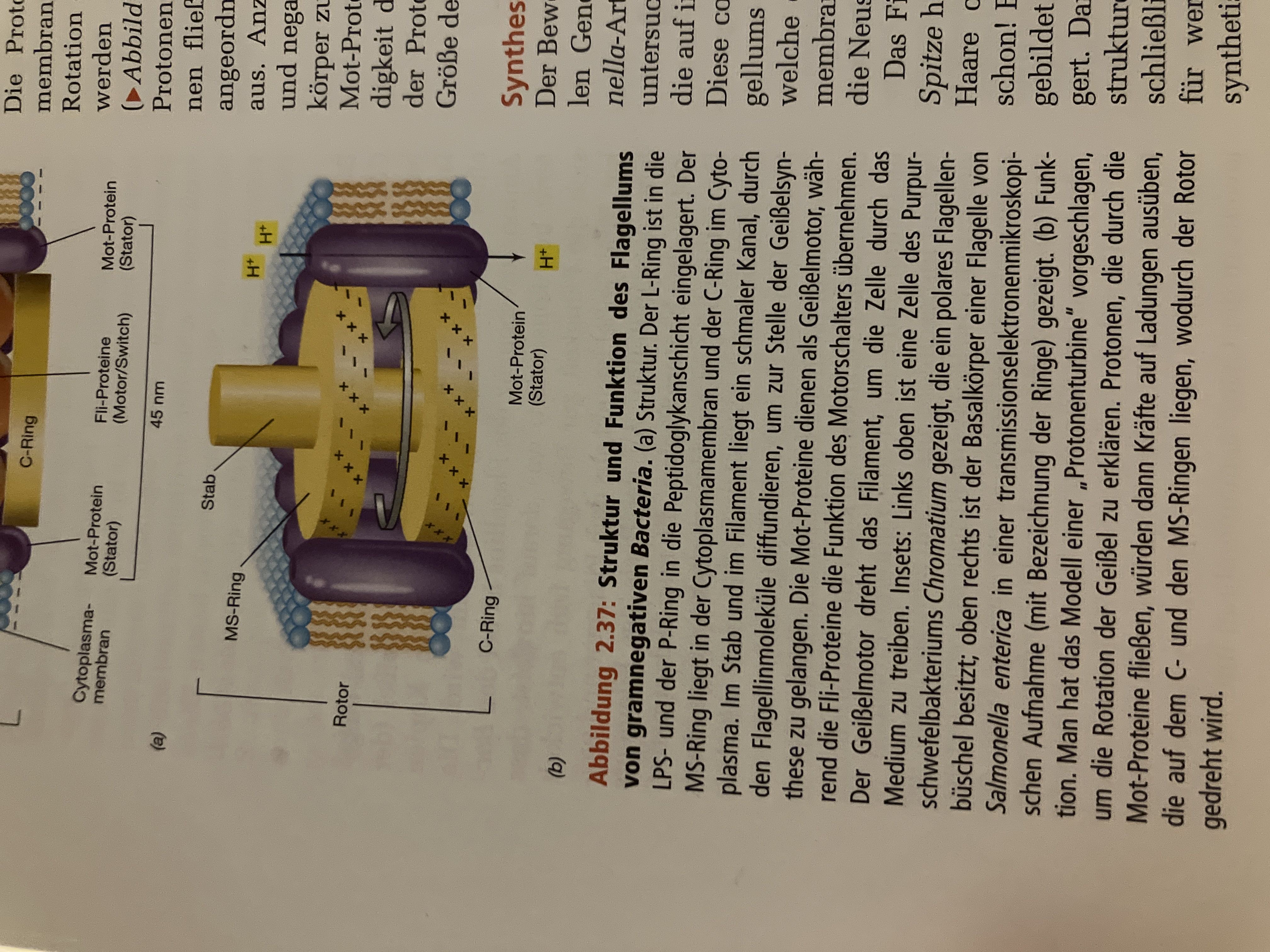 Zelle | Biologie Wiki | Fandom, image size:4032x3024