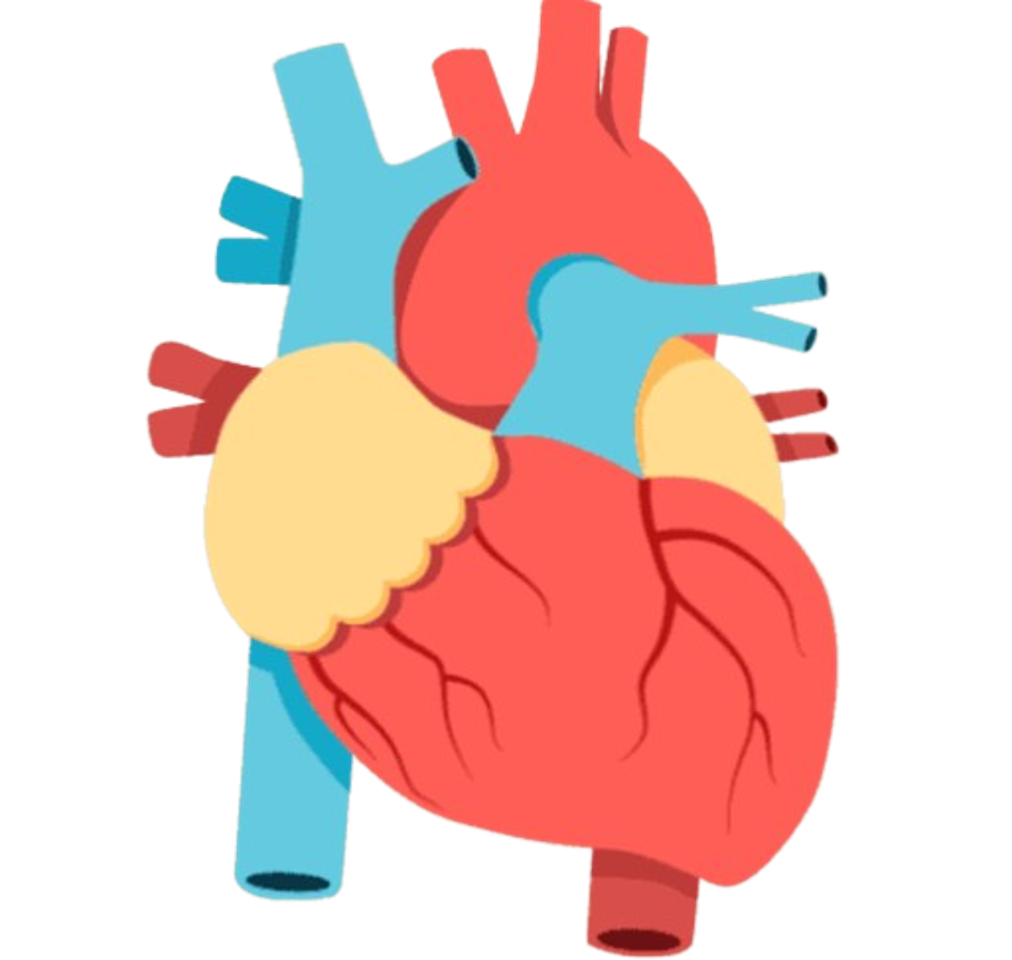 Grundlagen Zellbiologie – Buffl, image size:1012x960