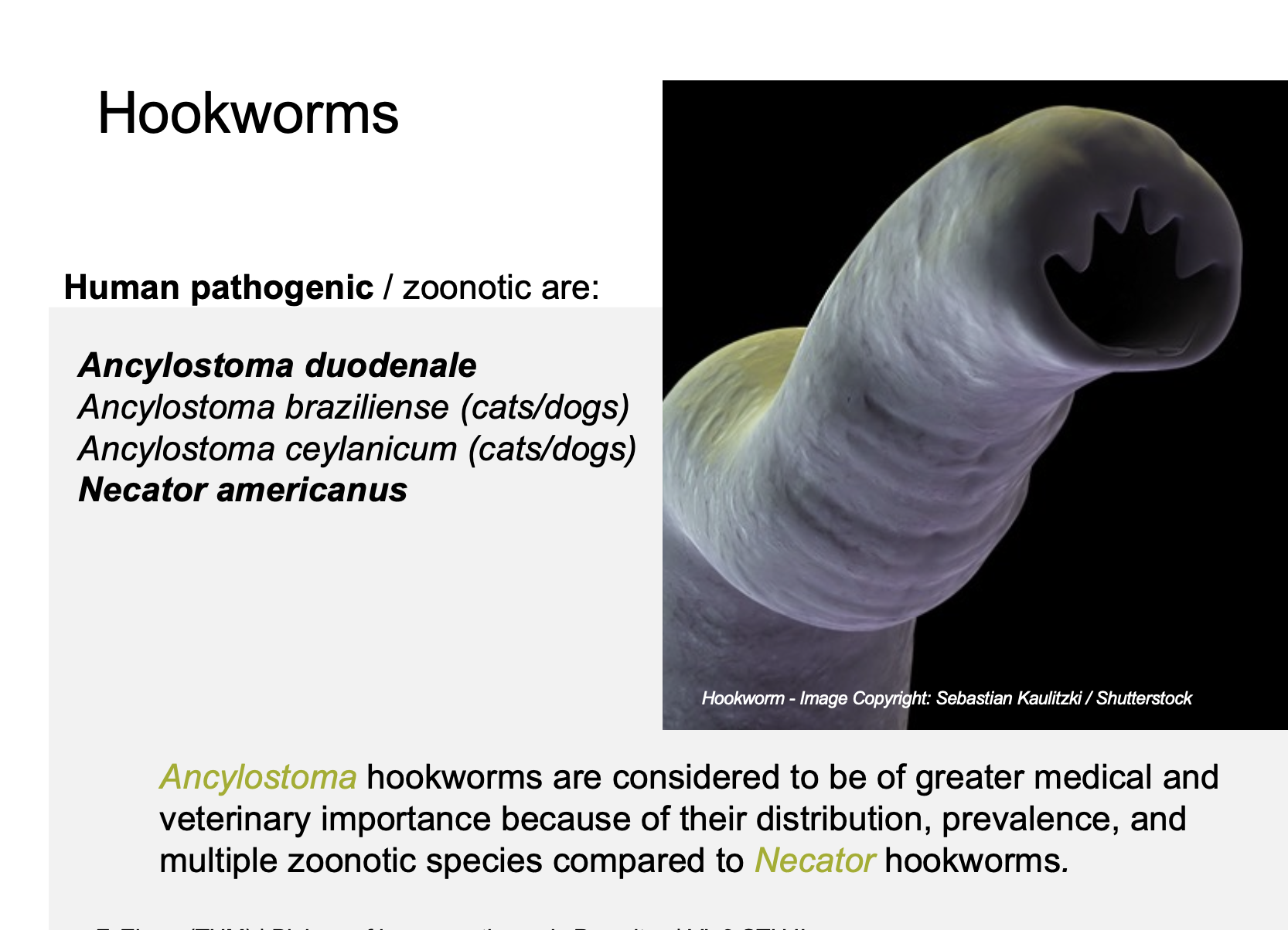 STH: Intestinal Nematodes II – Buffl, image size:1666x1204