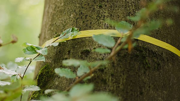 Gemeinschaftsbaum im FriedWald Gelnhausen
