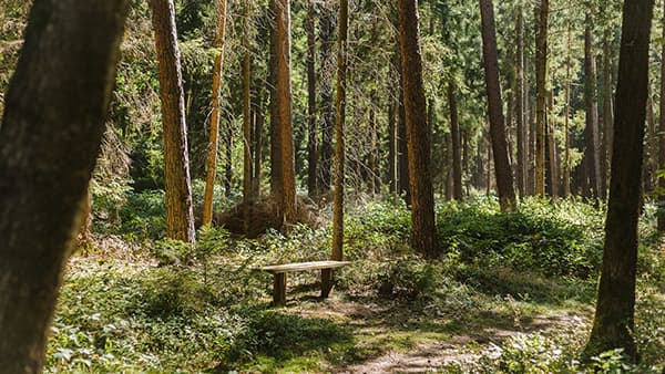Bank unter Bäumen im FriedWald Lüneburger Heide