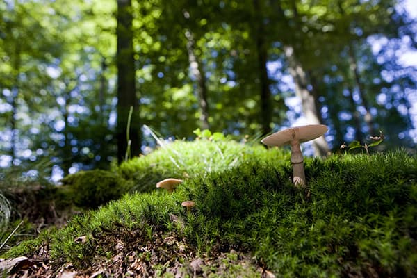 Pilz im FriedWald Michelstadt