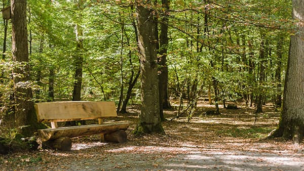 Bank unter Bäumen im FriedWald Schwanberg