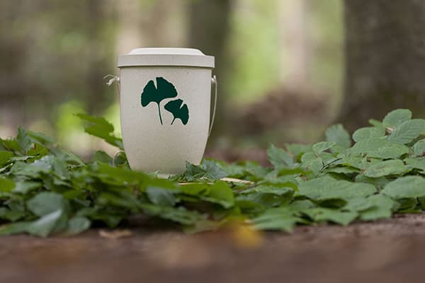 Gingko-Urne im FriedWald Uetzer Herrschaft
