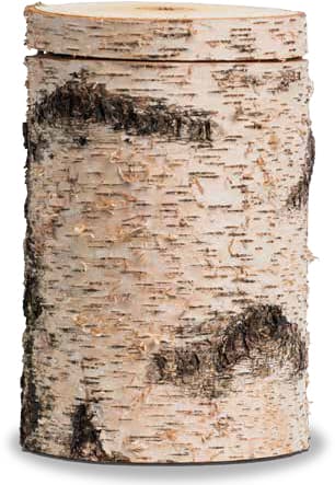 FriedWald-Urne Moorbirke