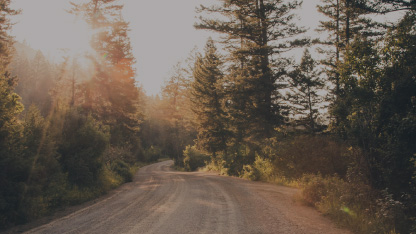 Eine Kieselstraße die sich durch einen dichtbesiedelten Wald schlängelt