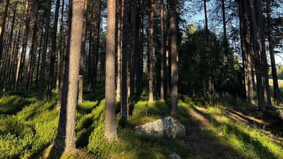 Bild till evenamnget Fira Tornedalingarnas högtidsdag 2025