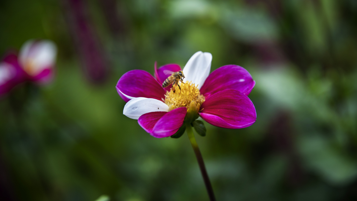 Naturpromenad i Botaniska. OBS FÖRANMÄLAN!