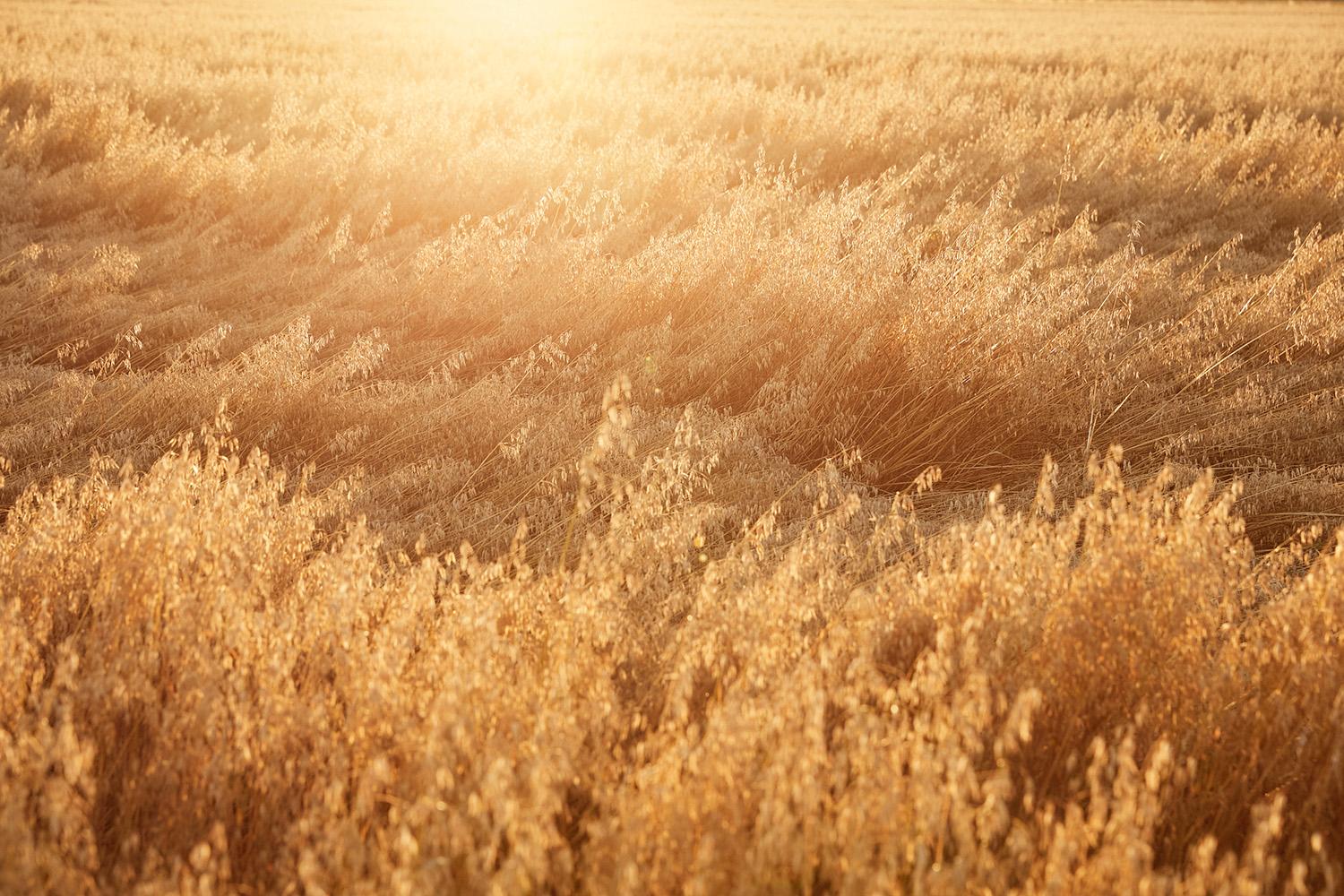 Pop-Up - puurobaari / Kinnusen Mylly