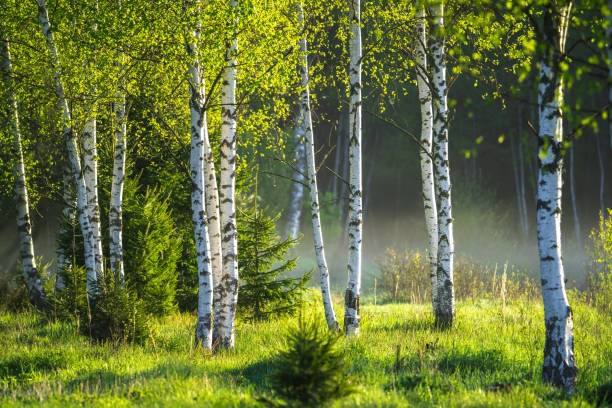 SAUNA infusion "Finnish birch"