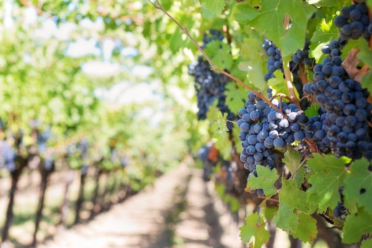 Wine tasting at Winzer Taucher: A feast for the senses!