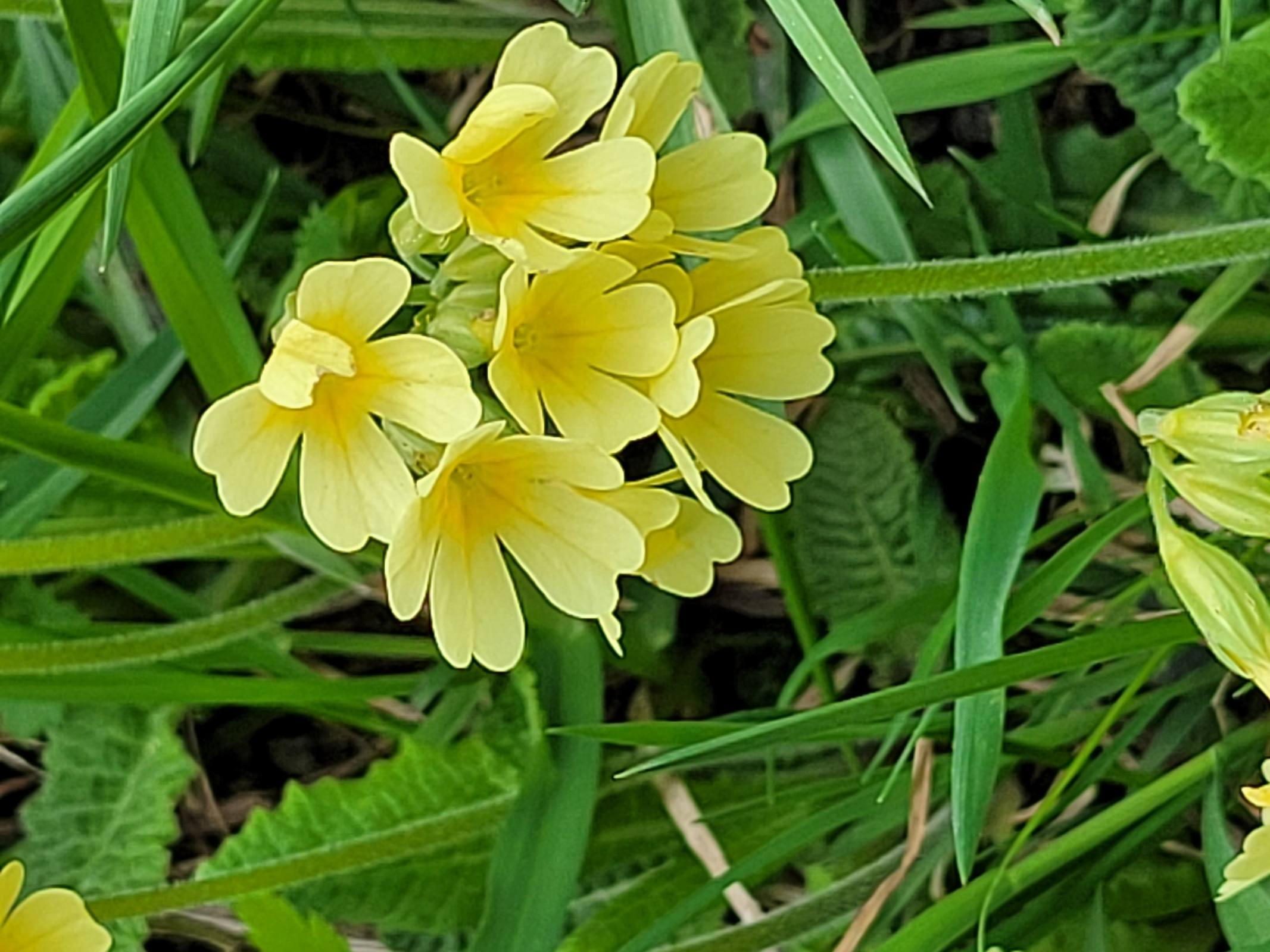 Kräuterwanderung im Schmirntal
