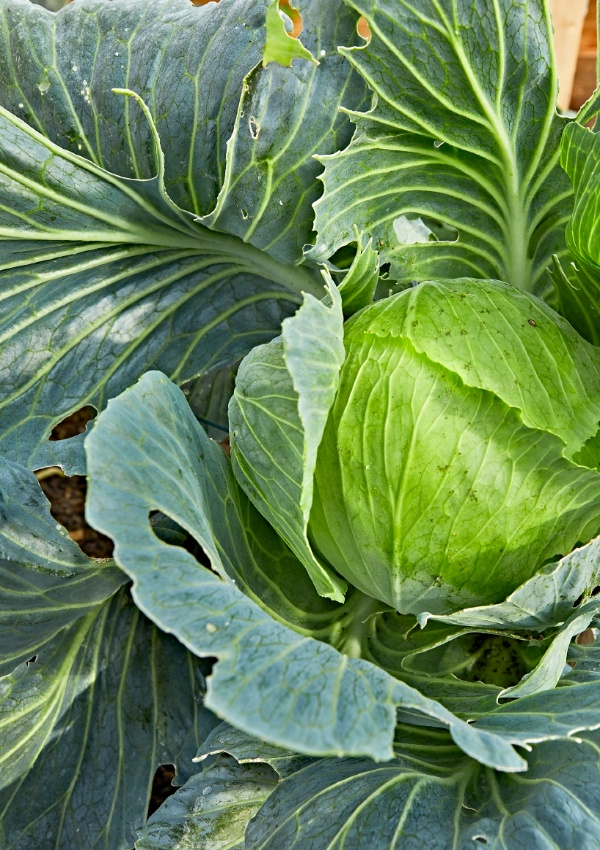 Hierbas y verduras. De cultivo propio image