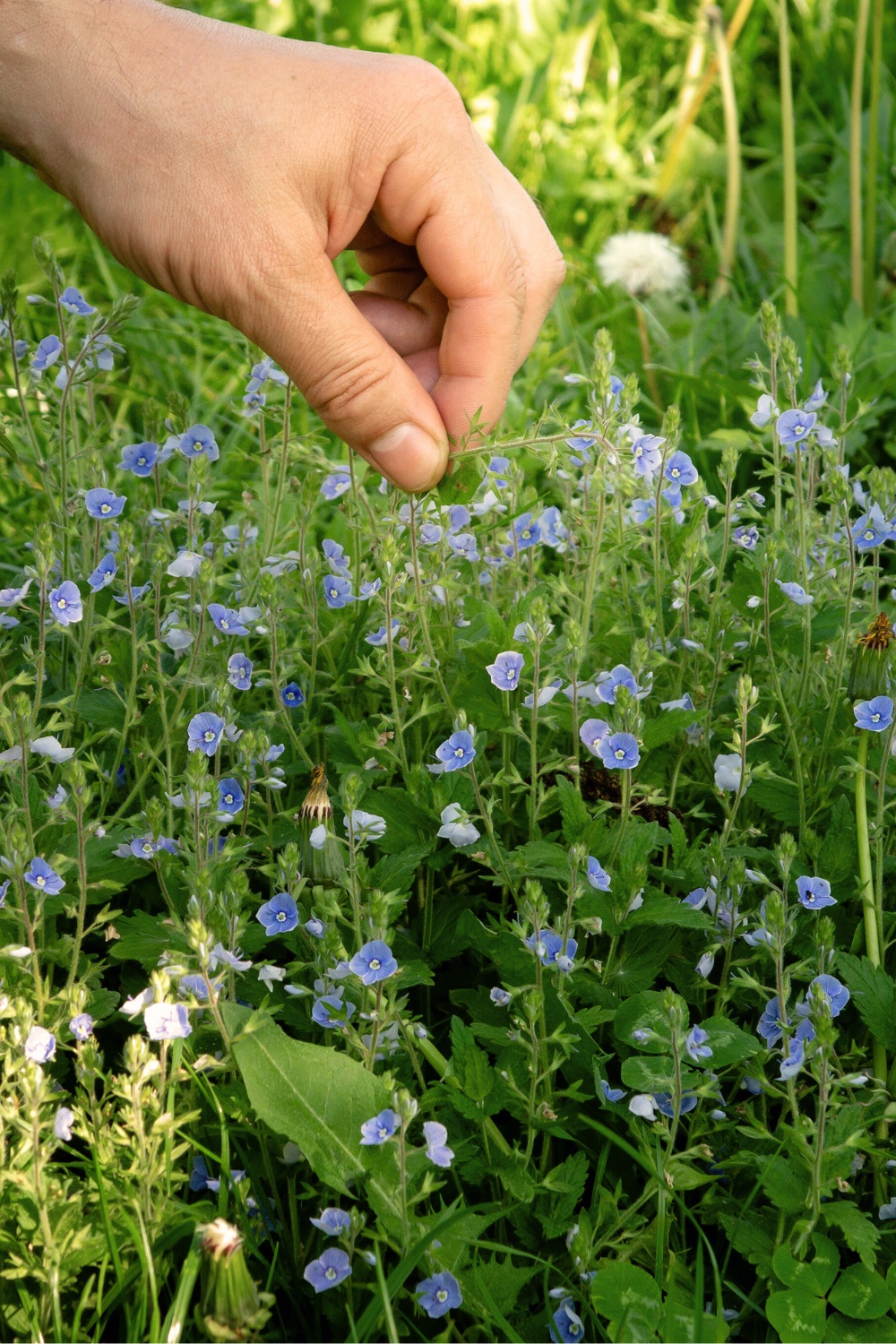 Medicinal plant hike*