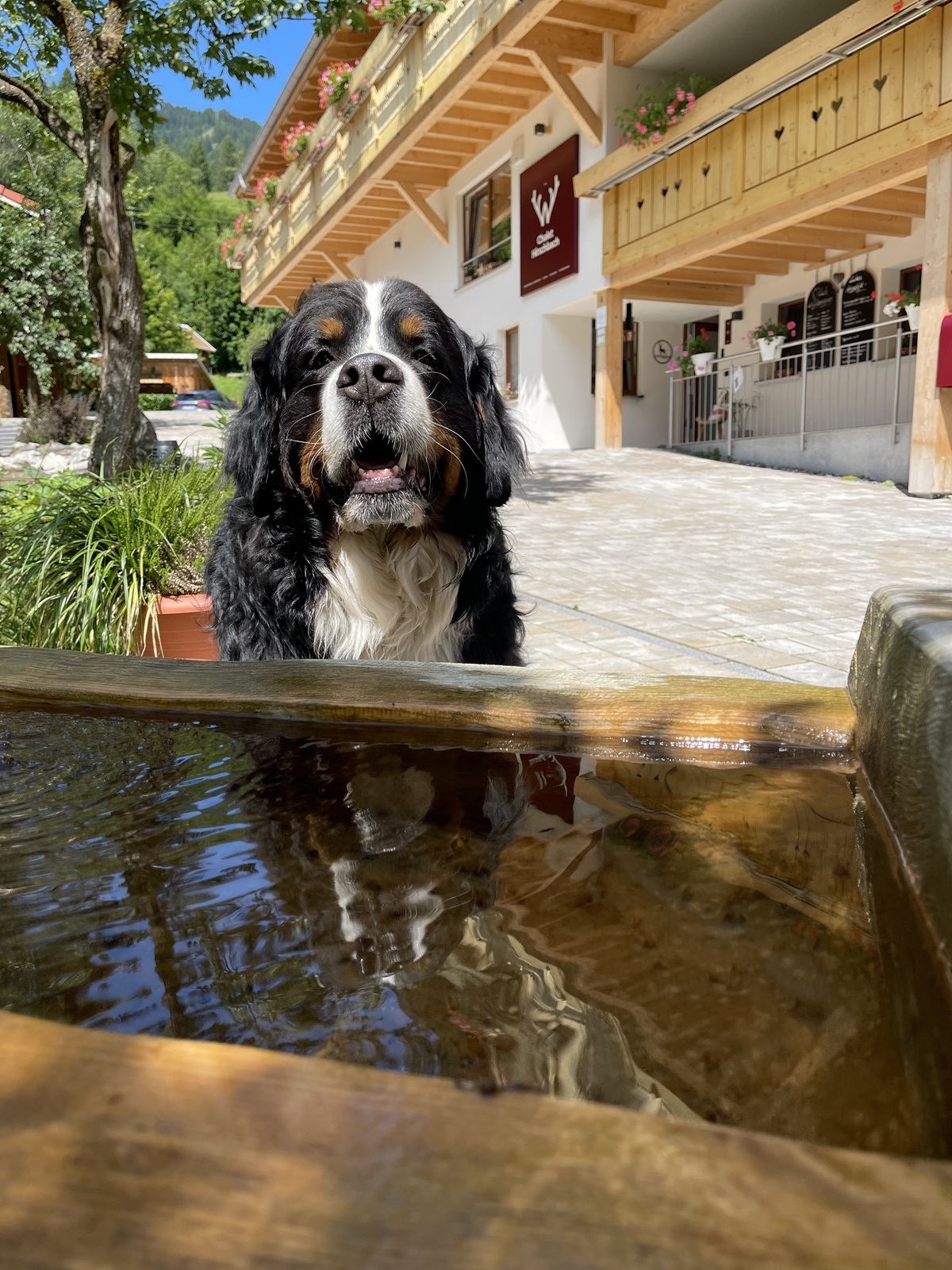 Wanderwege für Hunde