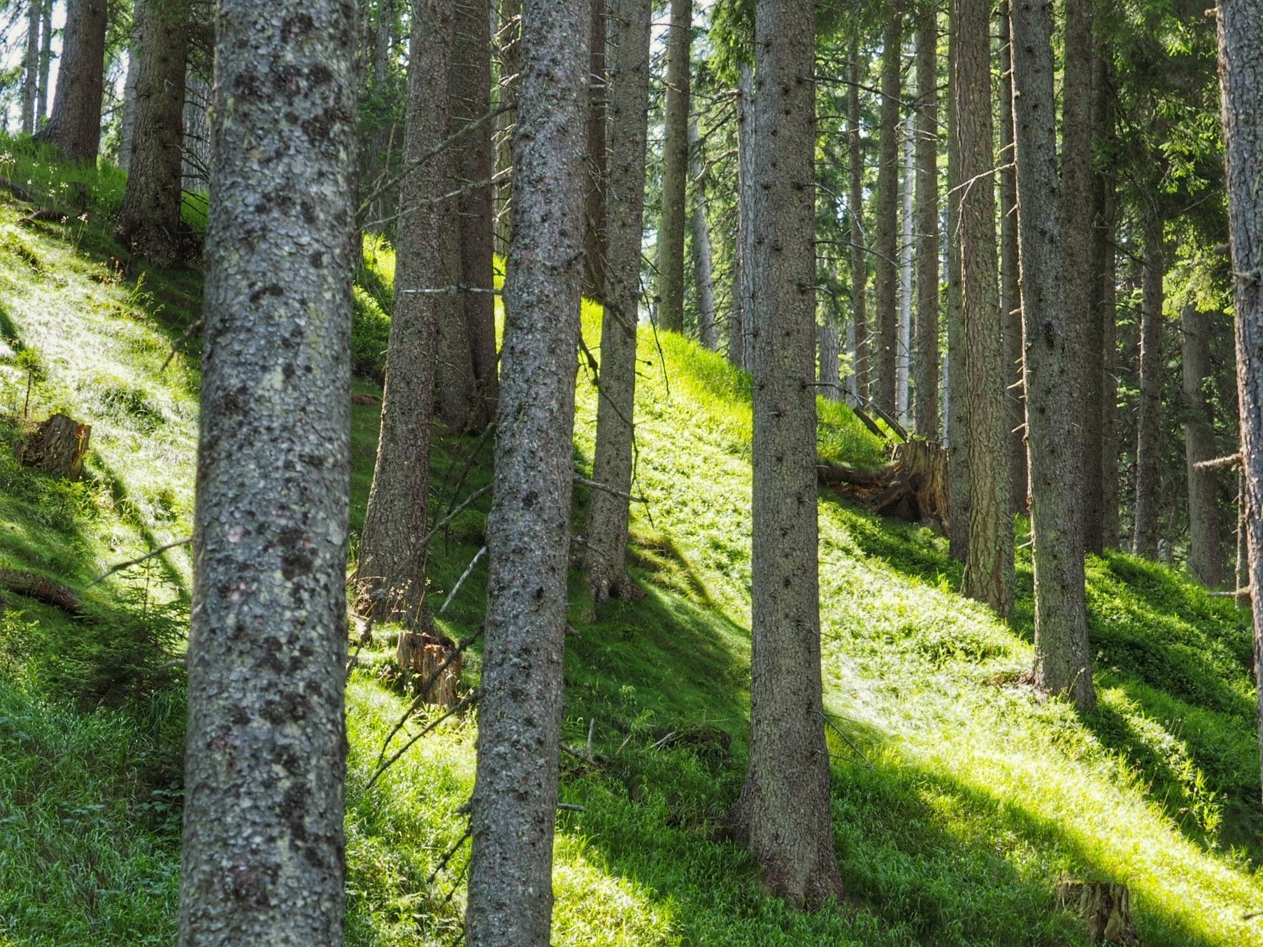"Forest hike - change of perspective" - rediscover the forest through the eyes of a hunter *