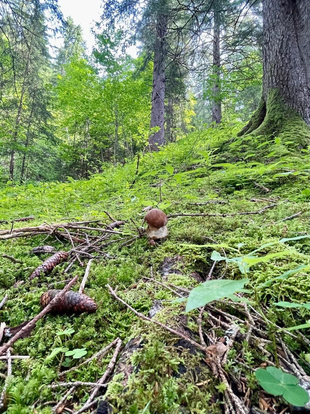 Look for mushrooms 🍄‍🟫🍀
