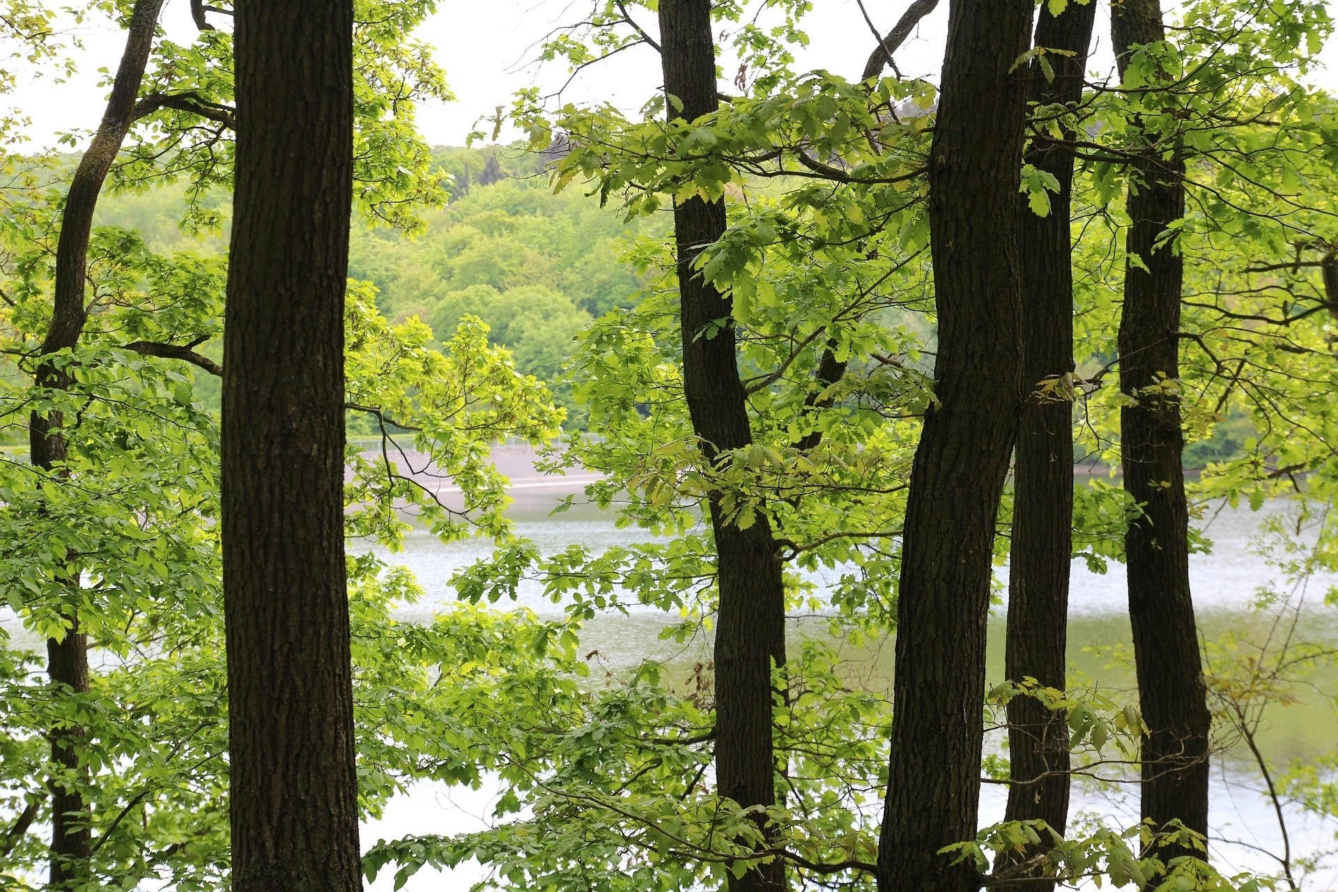 Hardtburg & Steinbachtalsperre: castle ruins & natural pool feeling