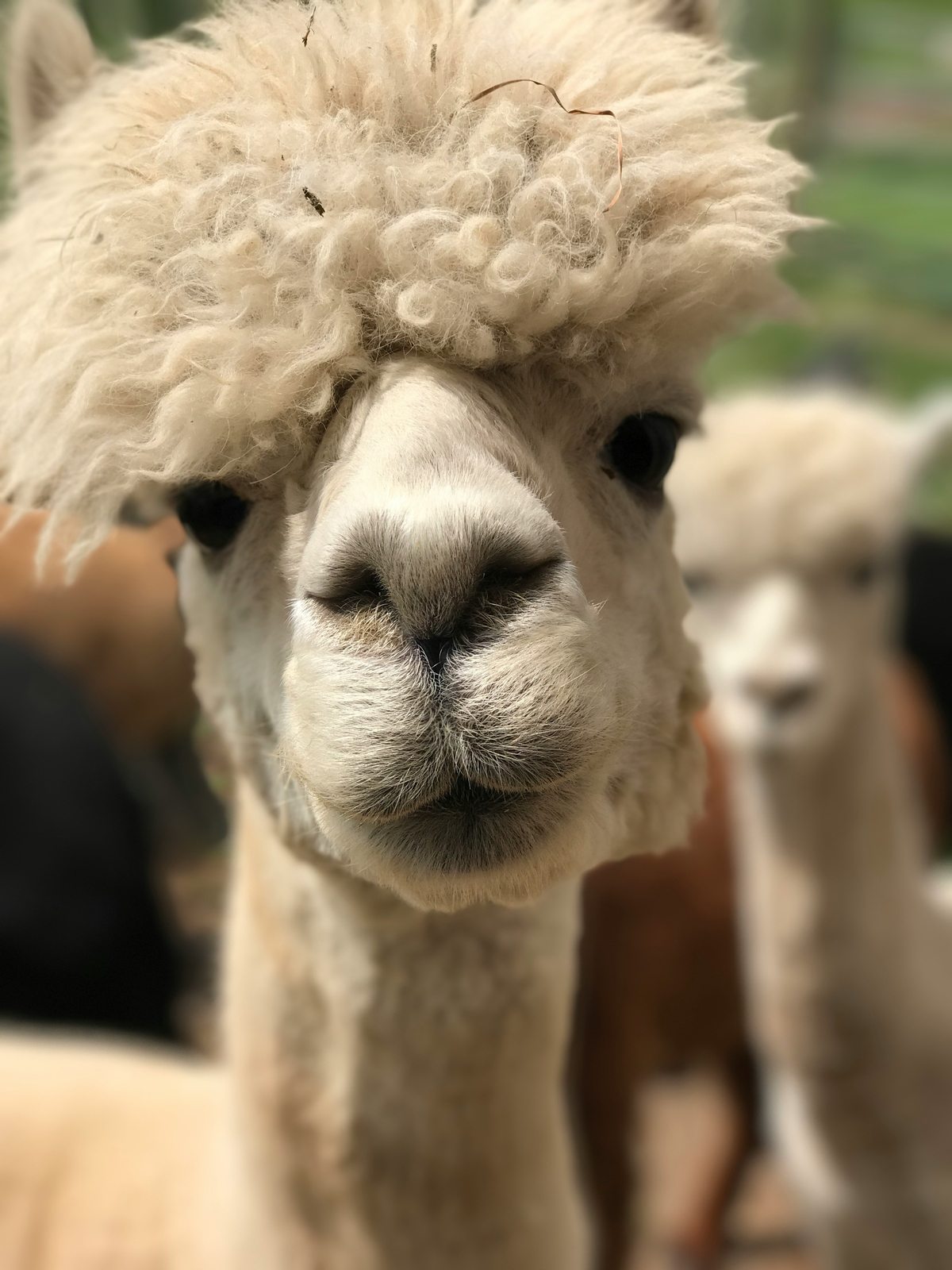 🦙 Alpaka-Wanderung mit Silpaca – Sanfte Begleiter in der Natur