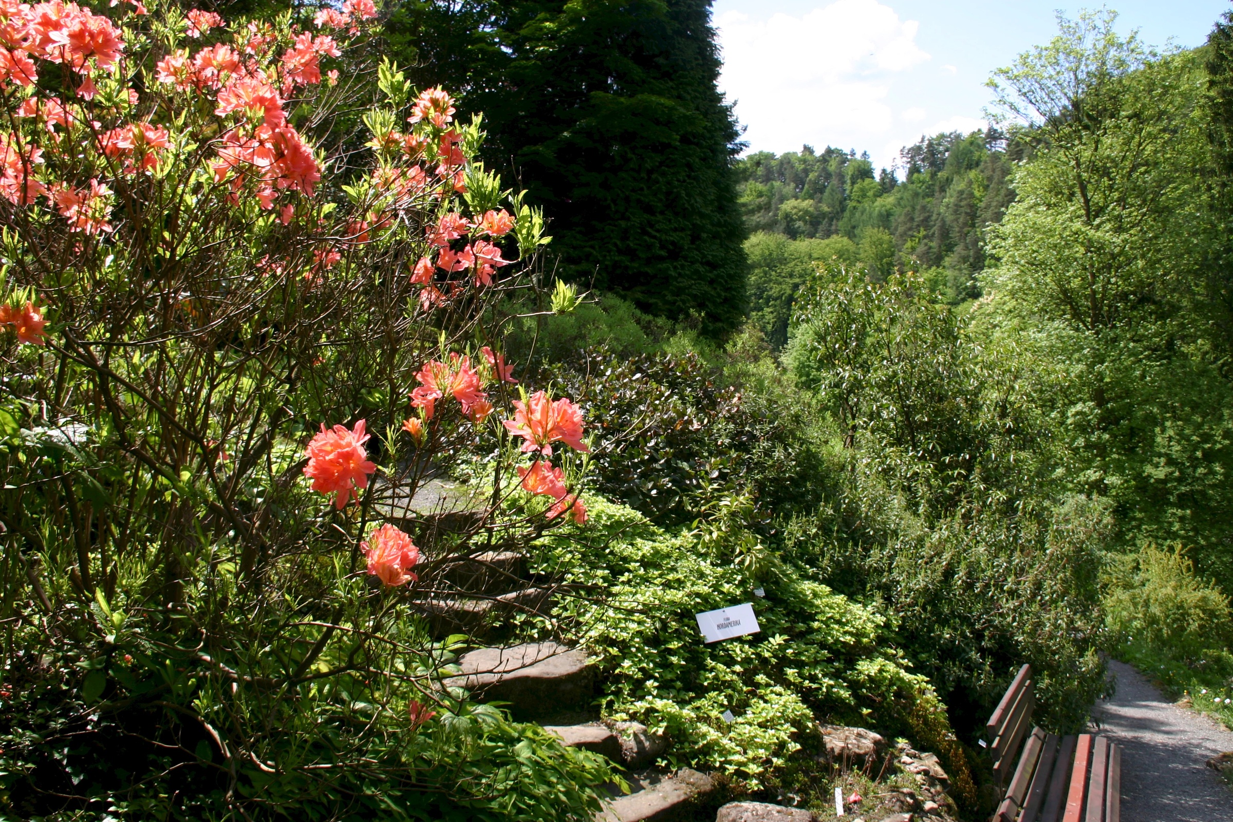 Diverse flora in the Bad Schandau Botanical Garden