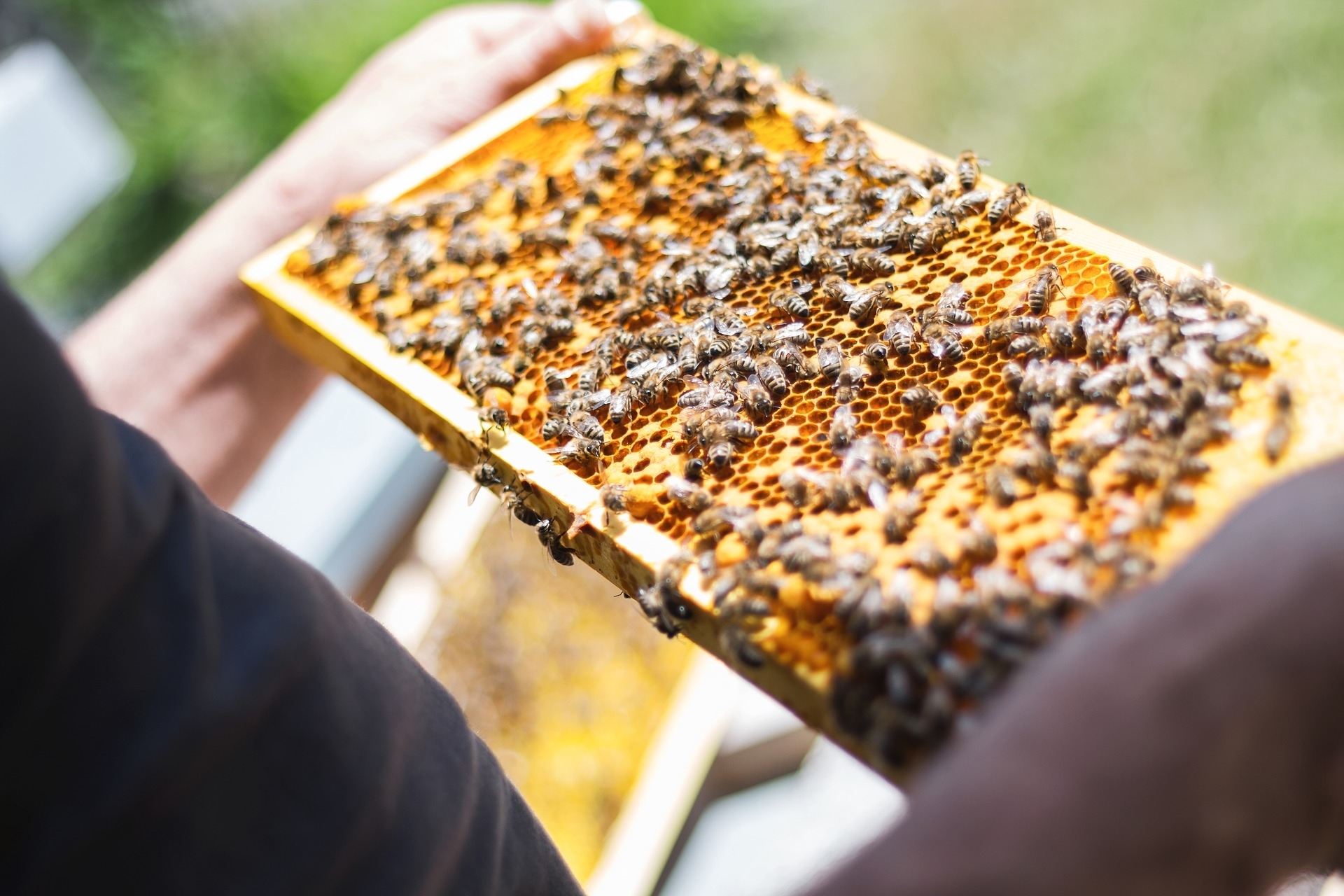 *Familienwanderung zu den fleißigen Bienen 