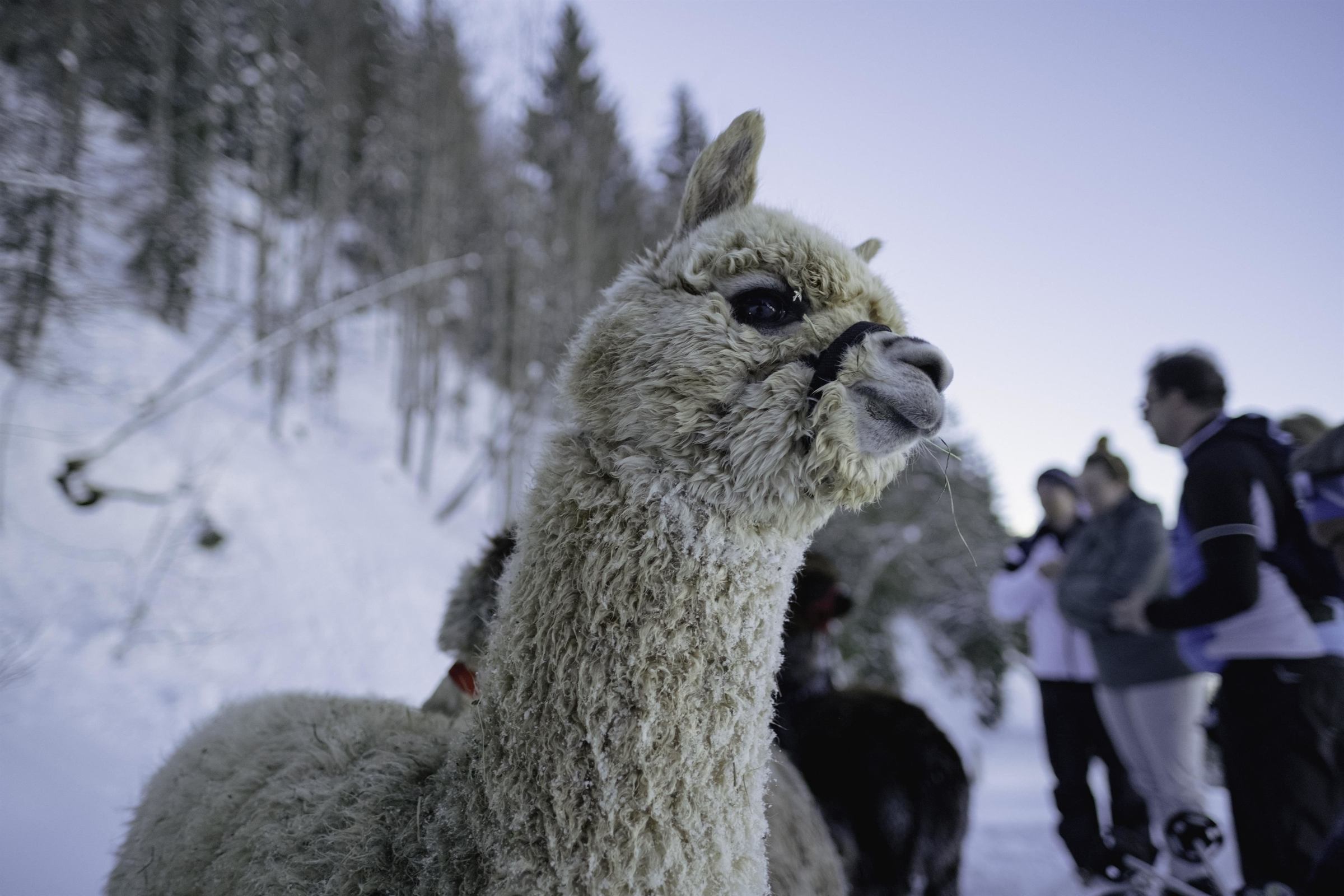 Winter hike with alpacas