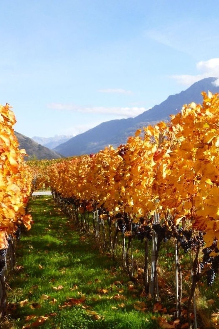 Wine & Brisolée image